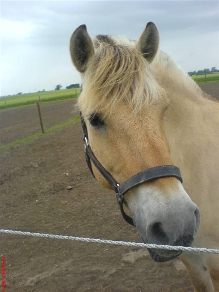 Fjordhest Snuggi - Snuggi min pony (: billede 9