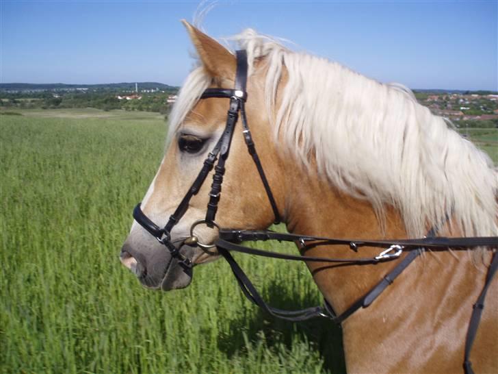 Haflinger Lucky - foto: far billede 9