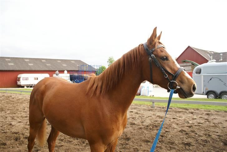 Welsh Partbred (Sec F) Zena billede 17