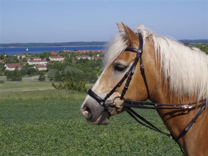 Haflinger Lucky - foto: far billede 10