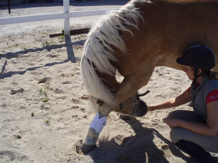 Haflinger Lucky - foto: far billede 11