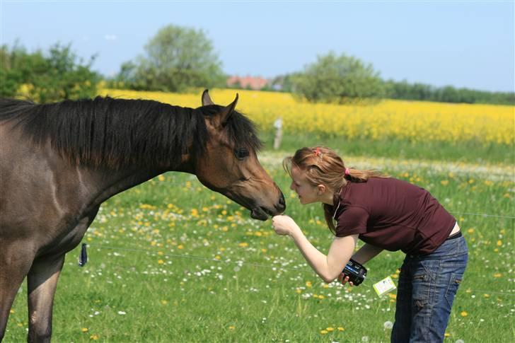 Arabisk fuldblod (OX) Fanillah billede 16