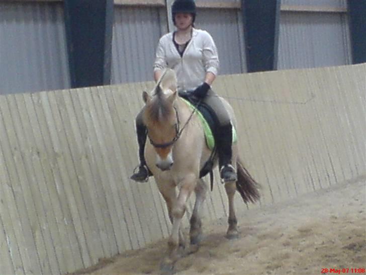 Fjordhest Snuggi - dressur billede 10