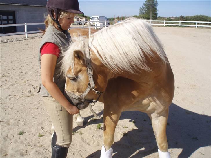 Haflinger Lucky - foto: far billede 12