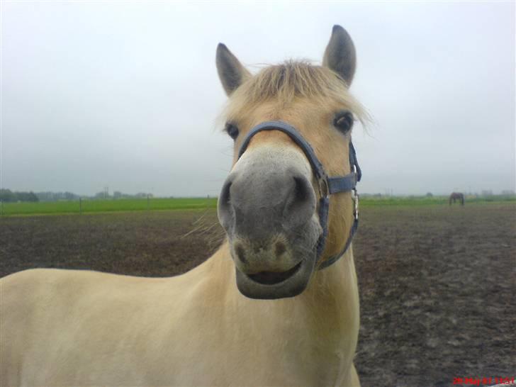 Fjordhest Snuggi - på Folden billede 11