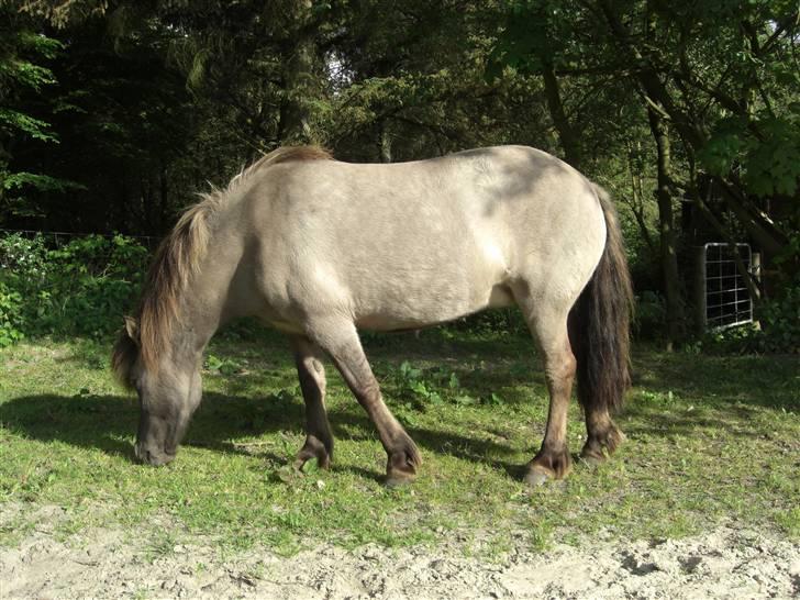 Islænder Hula fra lille nørregård billede 8