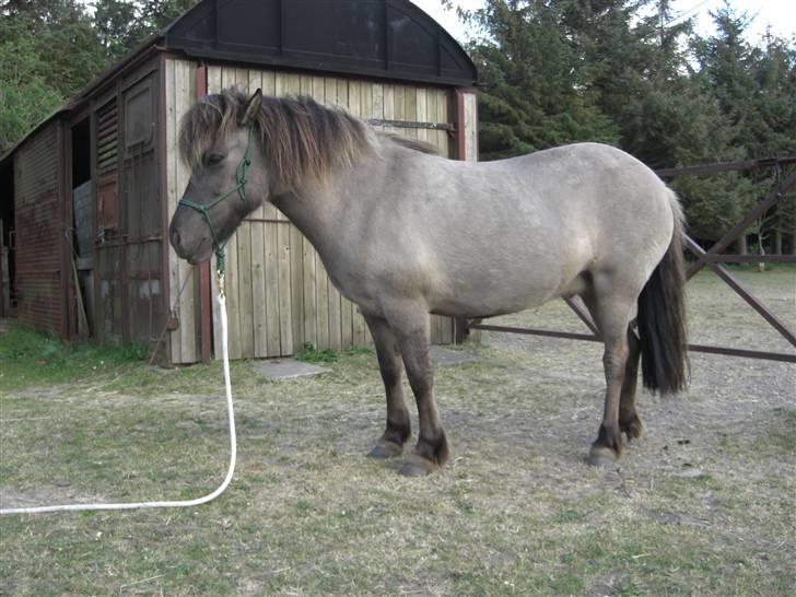 Islænder Hula fra lille nørregård - Når hun bliver bedt om at stå stille, for at blive striglet eller noget i den stil, så gør hun det. Hun er jo vidunderlig. billede 9