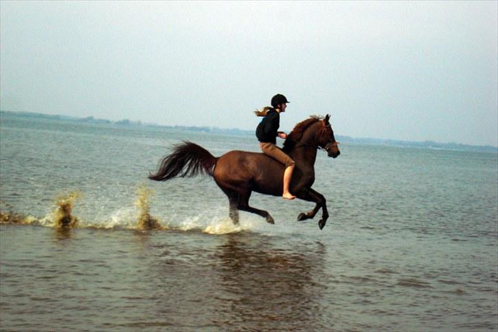 Sportsaraber (A) kashmir billede 12