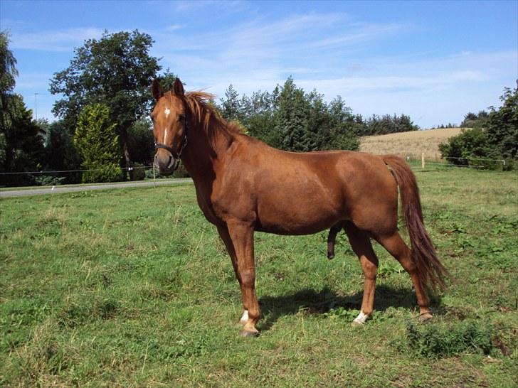 Anden særlig race Eddy - Eddy, kigger lige på køer ;) INGEN BILLEDER MÅ KOPIERS! billede 7