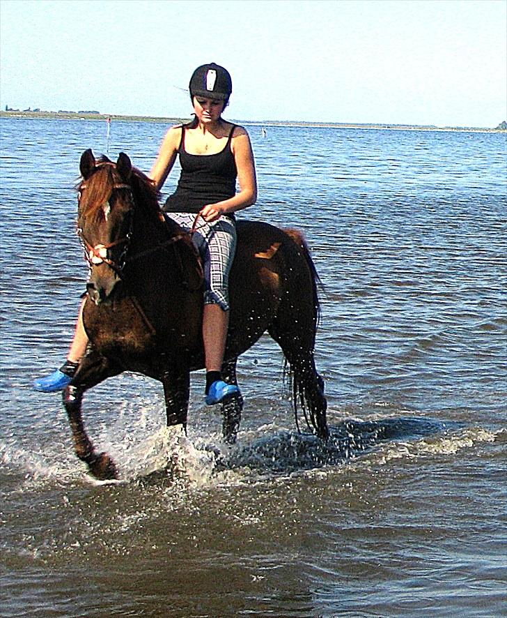 Sportsaraber (A) kashmir billede 13