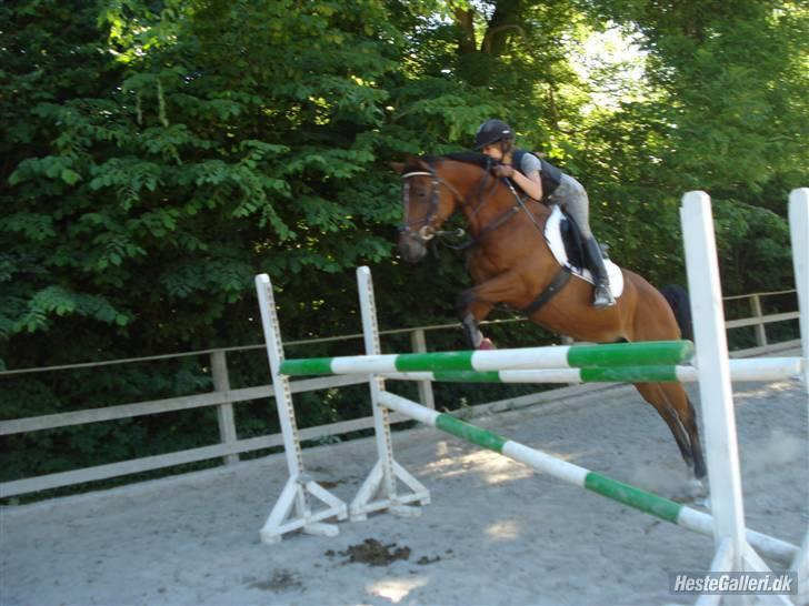 Arabisk fuldblod (OX) miss Nerba 2894   - Taget af: Fantastiske Frede <3 Springer 115-120 cm spring! Nerba var så dygtig den dag <3 billede 16