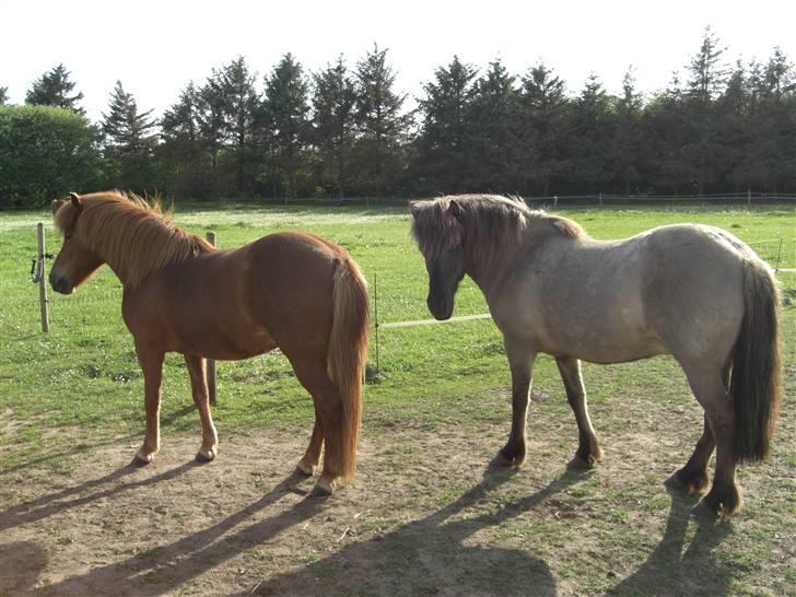 Islænder Hula fra lille nørregård - Hüla og hendes veninde Fifla. De står i kø for at komme på græs. ;-) billede 11