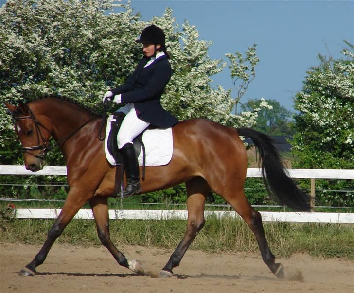 Anden særlig race Coco Chanel - coco og jeg er i gang med la4 billede 1