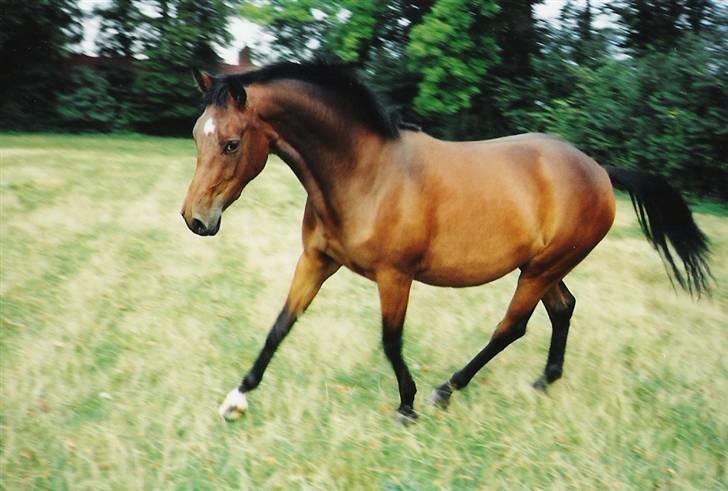 Anden særlig race Coco Chanel - coco da hun var 2 år billede 3