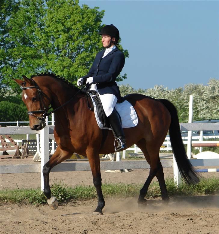 Anden særlig race Coco Chanel - coco billede 4