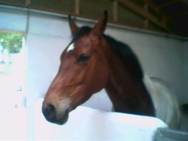 Anden særlig race Coco Chanel - coco chanel billede 5