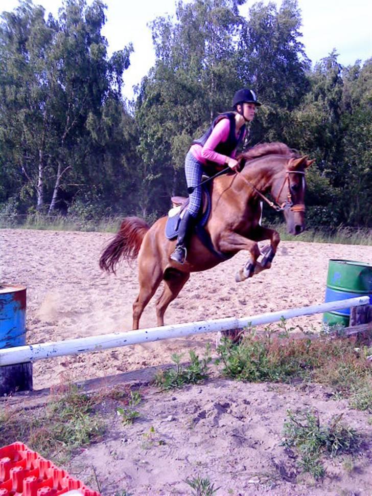 Sportsaraber (A) kashmir billede 14