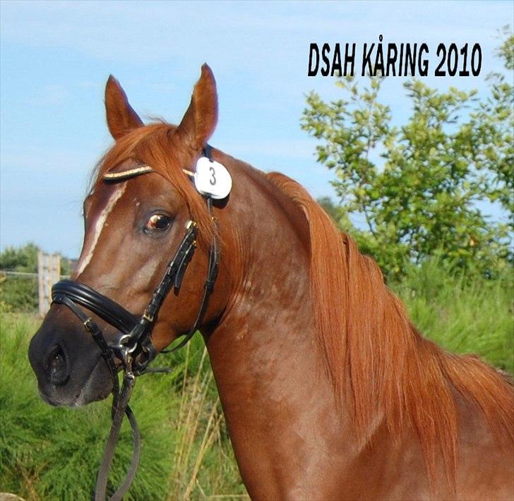 Arabisk fuldblod (OX) Sadeek - Mit navn er SADEEK - og jeg er fra 2007 billede 3