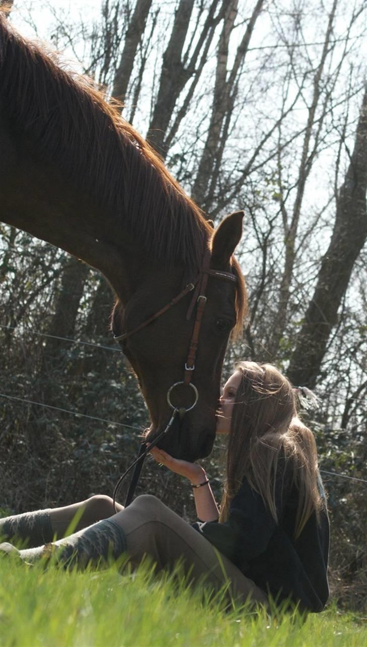 Sportsaraber (A) kashmir - Fotograf: Cecilie Rasmussen billede 15