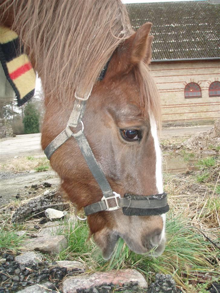 Welsh Cob (sec D) Casnewydd telynor - ¤18¤ *NYT* Fra en af de sidste dage med ham )´: <3 .. Du mit et & alt skatte!!  (må ikke benytes af andre end mig, mednindre andet er aftalt) billede 18