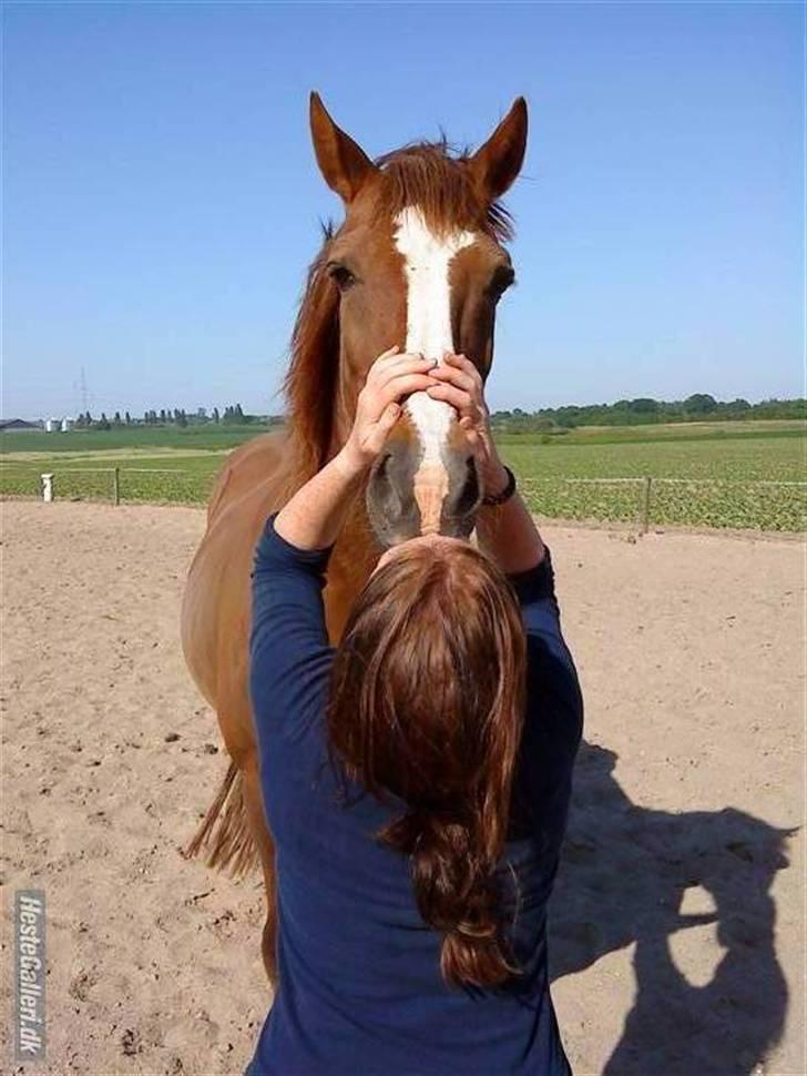 Welsh Cob (sec D) Casnewydd telynor - ¤19¤ Jeg kan kysse dig hele tiden, bliver aldrig træt af dig!, <3 billede 19