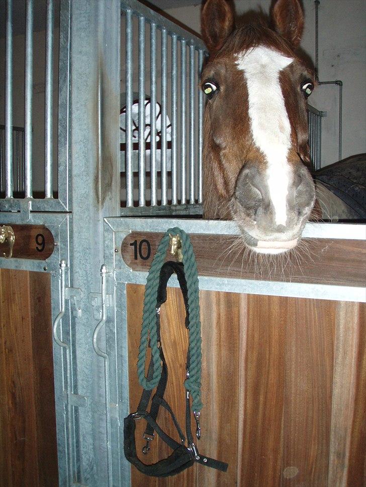 Welsh Cob (sec D) Casnewydd telynor - ¤20¤ En af de sidste dage, og som altid glad når jeg kommer<3 Jeg savner dig hver dag min bølle )´: billede 20