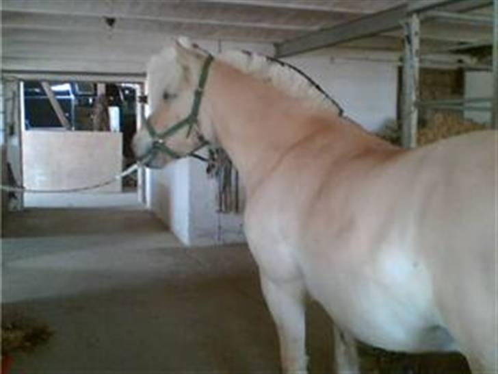 Fjordhest Prins ( kaldet Oliver ) - Hjemme i stalden billede 11