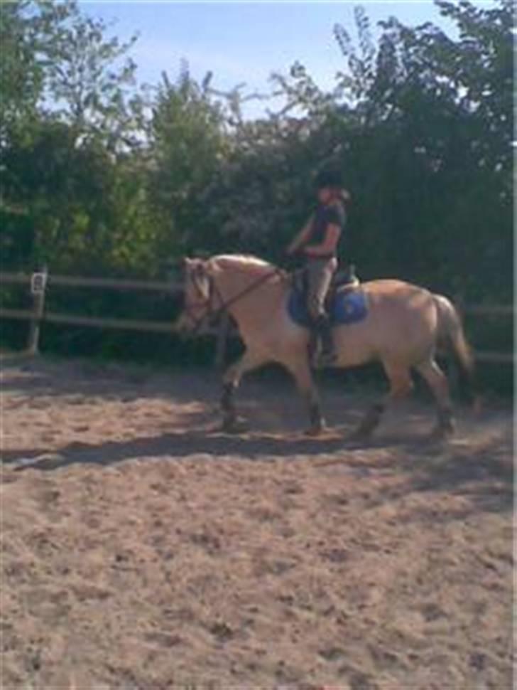 Fjordhest Prins ( kaldet Oliver ) - Dressur hjemme på banen billede 12