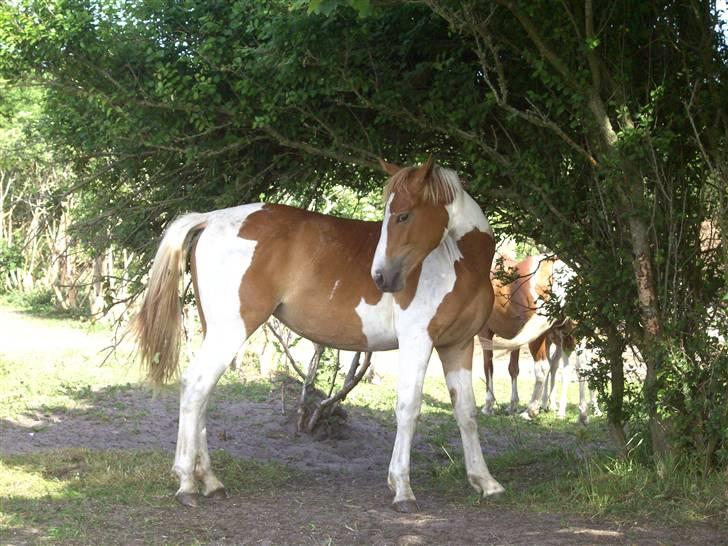 Pinto Picadelly SOLGT - Hun fandt lige et sted, hvor der var skygge :D billede 3