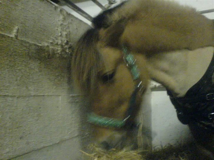 Anden særlig race Flora Danica - Flora i hendes boks! Vinteren 07 Foto: Mig billede 2