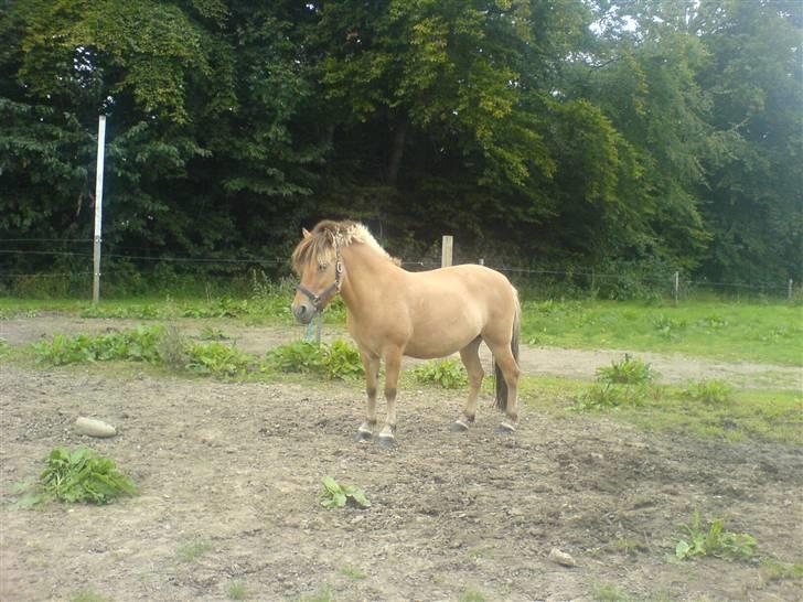 Anden særlig race Flora Danica - Flora på græs, sommeren 07 Foto: Mig billede 3