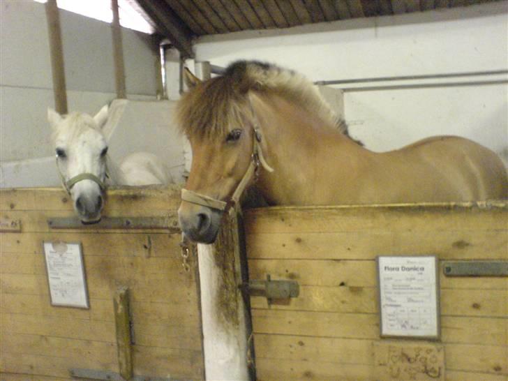 Anden særlig race Flora Danica - Flora og vinne i deres bokse, sommeren 07 Foto: Mig billede 4