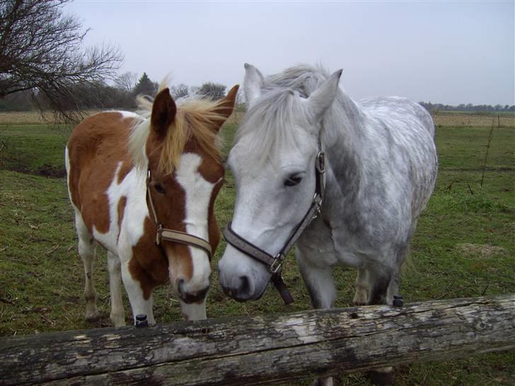 Pinto Picadelly SOLGT - Picadelly og min hest Safir billede 5
