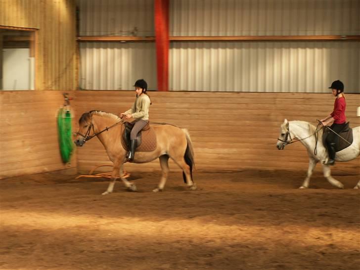 Anden særlig race Flora Danica - Jeg rider på flora (Meget gammelt) Foto: Stig M. Carlsen billede 5