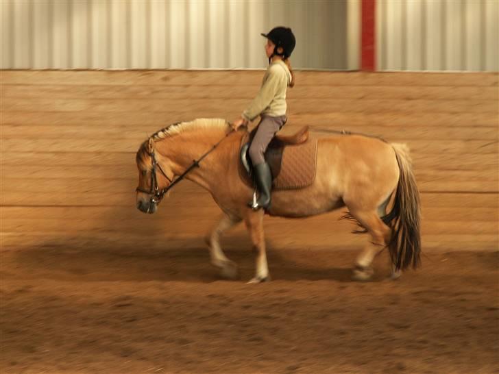 Anden særlig race Flora Danica - Trav... (Meget gammelt) Foto: Stig M. Carlsen billede 6
