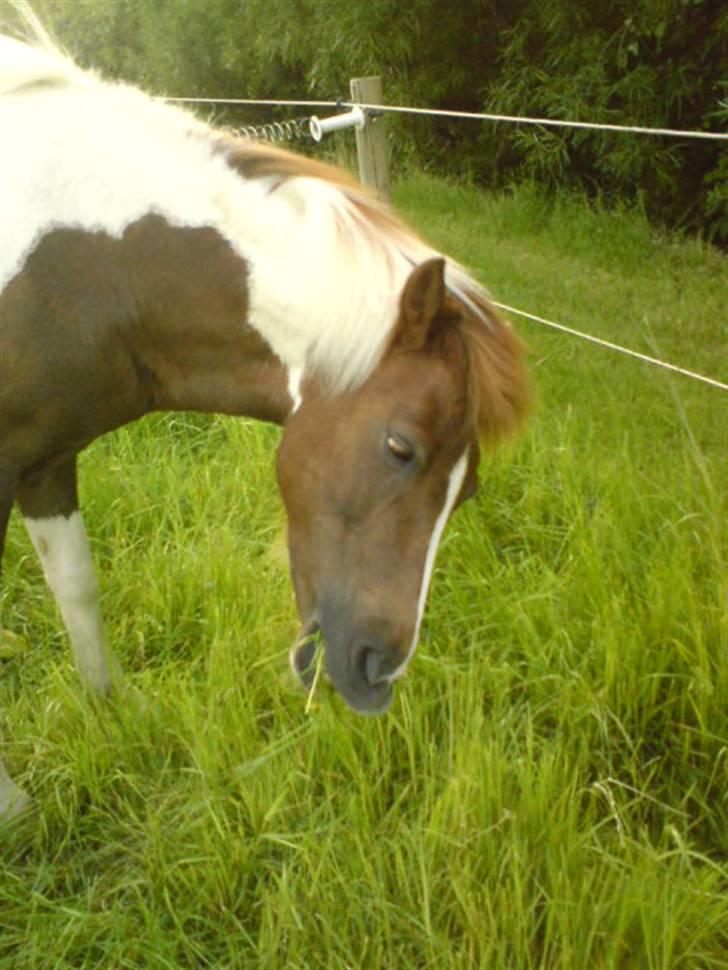Anden særlig race Nordens Tequila Sunraise - Tequila har hvis lidt svært ved at hive græsset af ! billede 3