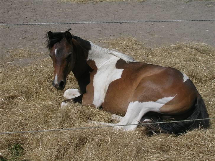 Anden særlig race Mr.Melle  "SOLGT" - sommer 08´ billede 8