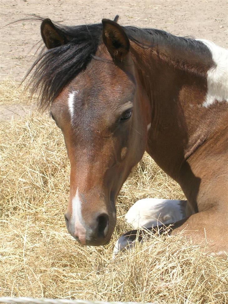 Anden særlig race Mr.Melle  "SOLGT" - sommer 08´ billede 9