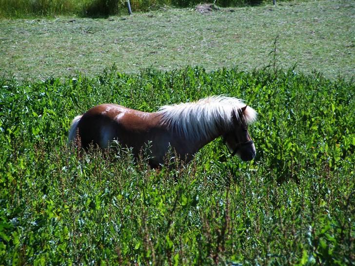 Shetlænder ~Solsikkens Bastian~ - Sommerbilleder:) billede 4