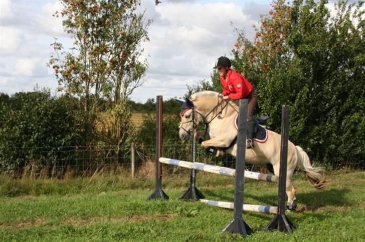 Fjordhest Laika Romeó(solgt) - spring undervisning(: billede 11