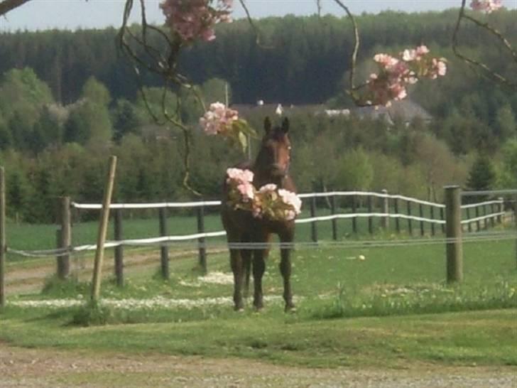 Dansk Varmblod Jackpot (SOLGT) - Jackpot , Nu med blomster :bb hehe billede 11