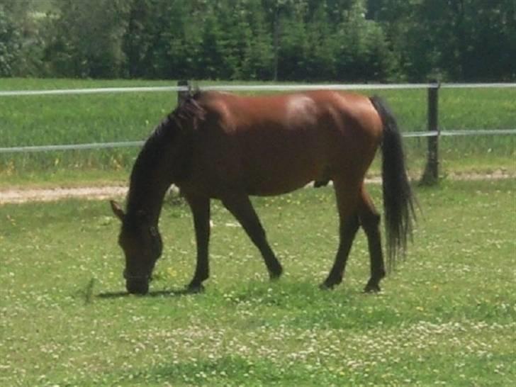 Dansk Varmblod Jackpot (SOLGT) - På folden idag efter han var blevet striglet :b billede 12