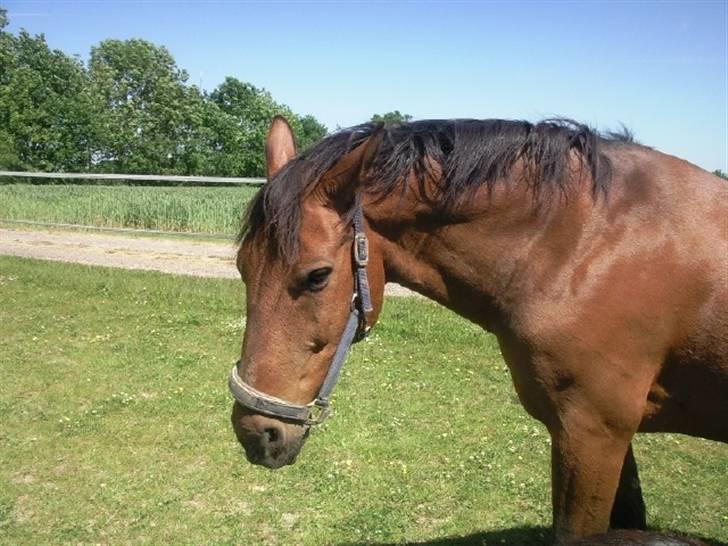 Dansk Varmblod Jackpot (SOLGT) - Han er vidst lidt muggen idag :bb billede 13