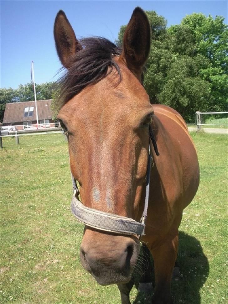 Dansk Varmblod Jackpot (SOLGT) - "Hej" :D billede 14