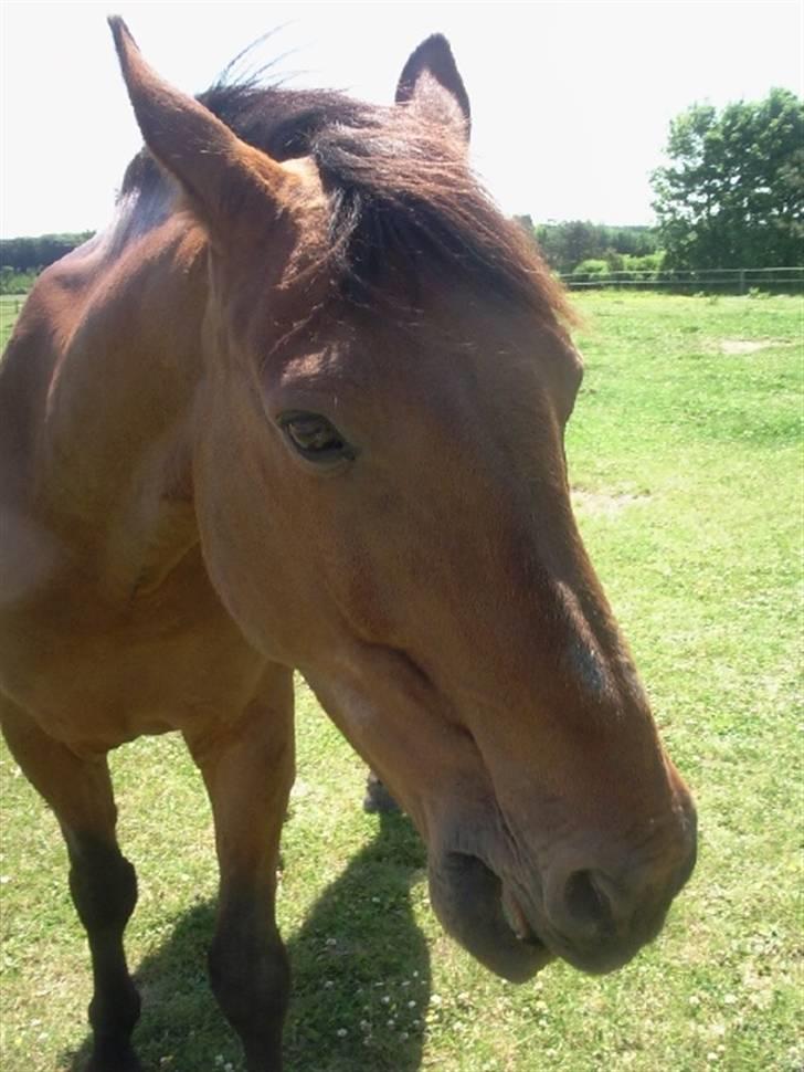 Dansk Varmblod Jackpot (SOLGT) - Godbider er altid godt :b billede 15