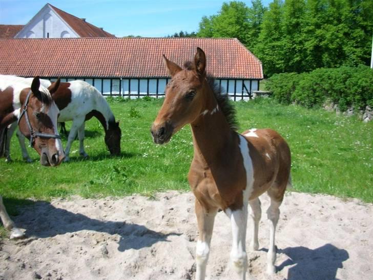 Pinto Hvedholms Perseus - føl billede 3