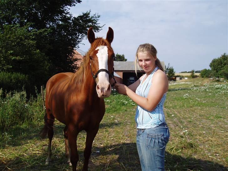 Pinto Vandetgårds Bliiz - Nuhr den dejlige hest!! billede 4
