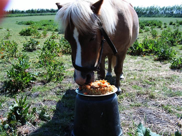 Shetlænder ~Solsikkens Bastian~ - Bastian spiser sin fødselsdagskage :D Han var ellevild med den:) Man kan også se en video af ham, hvor han spiser den hehe:D  billede 6