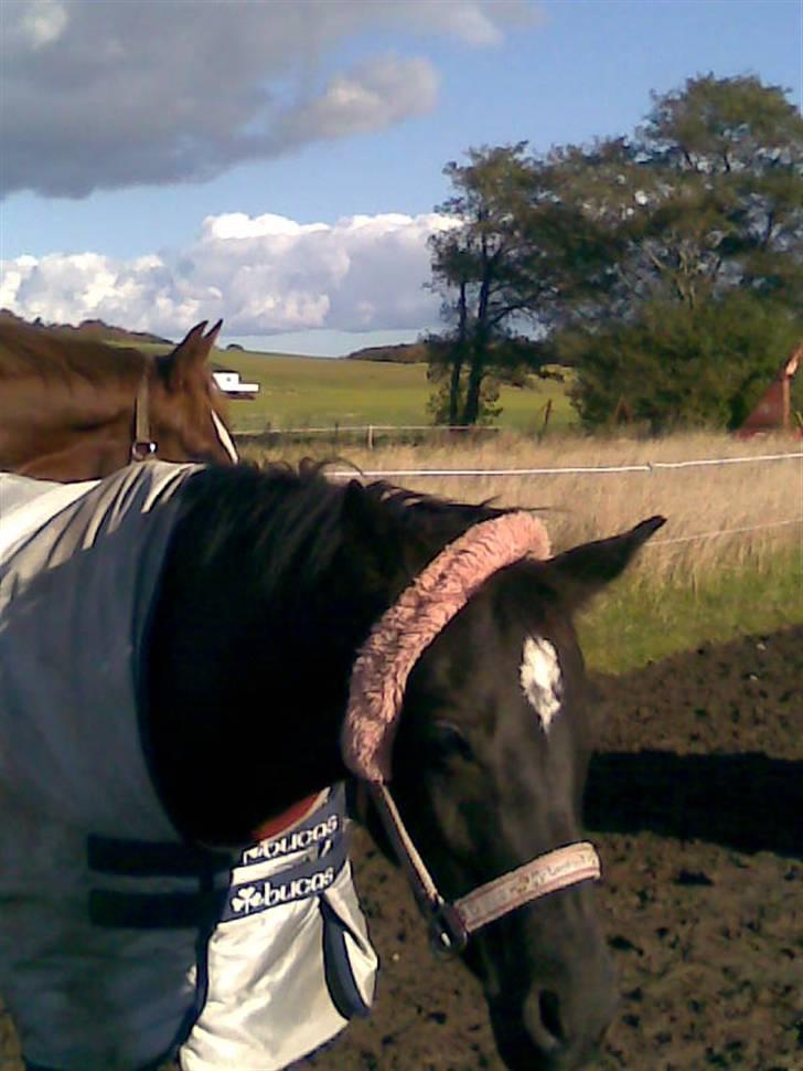 Welsh Partbred (Sec F) Wendy Van De Gezandebaan billede 2