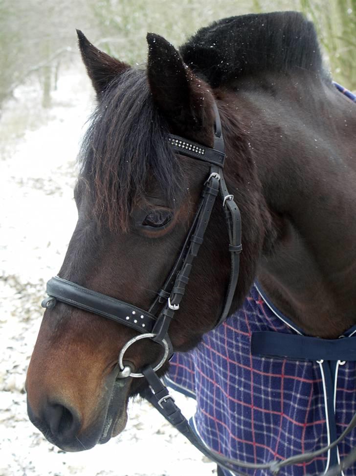 Anden særlig race Stella - tidligere hest. - Stella i sne d. 1 februar 09. billede 2